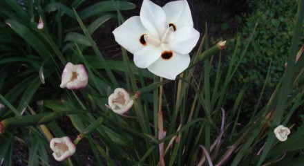 Just a pretty flower.